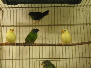 1Wiw7Mocdxs.jpg (47.11 КБ) 24815 просмотров Слетки с родителями