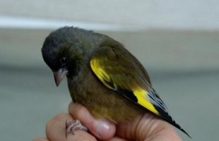 carduelis_sinica.jpg