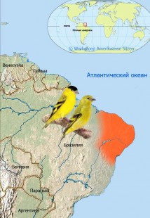 yarrelsijs.jpg (98.23 КБ) 38316 просмотров Spinus yarrellii<br />© Werkgroep Amerikaanse Sijzen