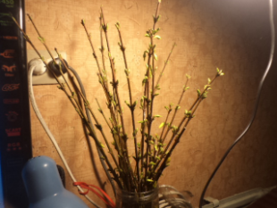 DSC02851.JPG_thumb.png (143.06 КБ) 28868 просмотров Это только появились бутончики с цветами,<br />самый витамин для птенцов.