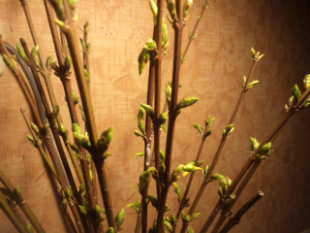 DSC02853.JPG_thumb.png (151 КБ) 36428 просмотров .<br />.