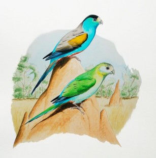 Psephotellus-chrysopterygius.jpg