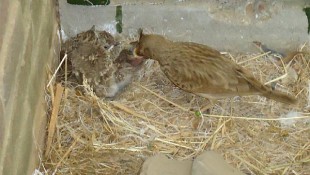 568654_1_188.jpg (44.99 КБ) 8576 просмотров Te koop te koop kuifleeuwerikken 1-1<br />kweeknummer NB13-3TBE10