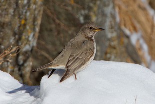 самка