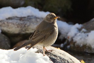 самка
