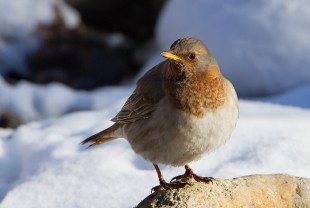 самец