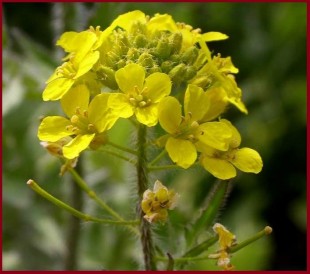 цвет гулявника.jpg (102.31 КБ) 41810 просмотров цвет гулявника.jpg