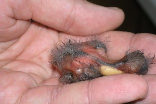 P6250002-G.jpg (294.12 КБ) 16133 просмотра Фото 2016-06-25