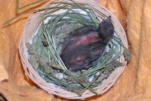 P7010002-G.jpg (295.47 КБ) 22269 просмотров Фото 2016-07-01