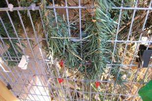 P7290005-G.jpg (295.58 КБ) 16195 просмотров Фото декорации фронта нижнего садка