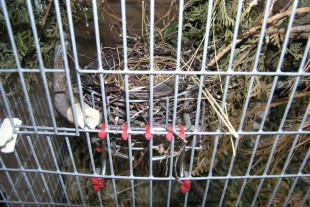 P8190007-G.jpg (298.39 КБ) 24093 просмотра Фото гнезда в нижнем садке