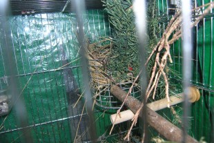 P8190010-G.jpg (298 КБ) 16166 просмотров Фото гнезда в клетке Италия