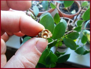 4.jpg (210.46 КБ) 22765 просмотров Личинки в семенах шиповника.<br />.