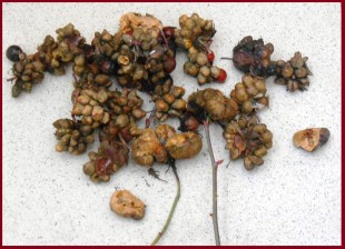 1.jpg (231.92 КБ) 22765 просмотров Вот так выглядят поражённые <br />семена шиповника.