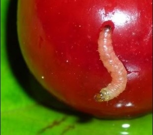 черешня.jpg (26.06 КБ) 22693 просмотра черешня