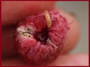 личинка малинной мухи.jpg (47.54 КБ) 22693 просмотра личинка малинной мухи.