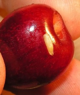 личинки вешнёвой вишни.jpg (47.82 КБ) 22693 просмотра личинки вишнёвой мухи.