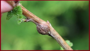 Малиновая стеблевая галлица.1.jpg (48.99 КБ) 22693 просмотра Малиновая стеблевая галлица