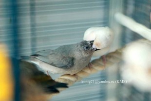 14524548_1114605391941153_334231406333230354_o.jpg (29.82 КБ) 32399 просмотров самочка не является мамой птенца, она сама еще птенчик, заканчивающий линьку. Однако,это ей не мешает докармливать чужого малыша.