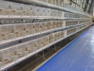 2Almería-2017.jpg (43.15 КБ) 8859 просмотров Almería-2017<br />© Aviario Fausto Albaceleste