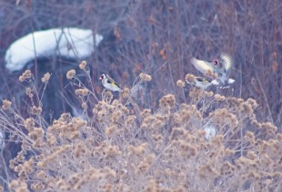 IMG_5706.jpg