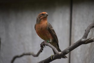 Carpodacus mexicanus<br />© Сергей Шокало