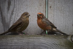 Carpodacus mexicanus<br />© Сергей Шокало