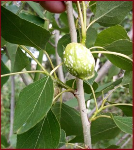 тля.jpg (305.37 КБ) 23939 просмотров "домик"где личинки тли превращаются во взрослую особь.
