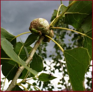 тля1.jpg (327.38 КБ) 23939 просмотров взрослые особи с крыльями.