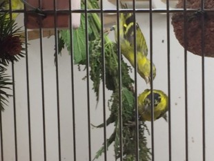 image1-11.JPG (94.77 КБ) 34340 просмотров молодые Ярелла на крапиве