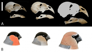 А: Череп и нижняя челюсть, вид сбоку. Слева направо: Pyrrhula pyrrhula, P. murina, P. crassa n.sp., недостающие части были добавлены с помощью эквивалентных частей P. murina . Масштаб = 1 см. <br />Б: Слева направо: внешний вид дошедший до нас P. pyrrhula; P. murina , и возможный внешний вид при жизни  P. crassa n.sp (цвет является произвольным).<br />Рисунок по Pau Oliver