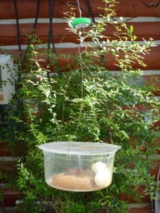 Fruit Fly Bowls<br />© Nancy Ingram