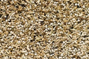 Deli-Nature-98.jpg (161.35 КБ) 21042 просмотра Deli Nature 98 American Siskin