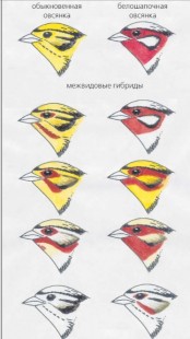 1.jpg (133.53 КБ) 58698 просмотров Схема