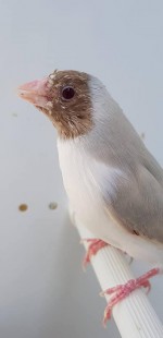 Alberto D'Andrea 2.jpg (26.74 КБ) 39015 просмотров © Alberto D'Andrea