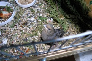 P7310005--1.jpg (536 КБ) 6604 просмотра 31.07.2018г.