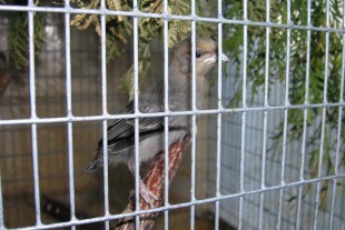 P8010003-1.jpg (353.37 КБ) 6604 просмотра 01.08.2018г.