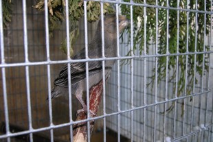 P8010004-1.jpg (399.67 КБ) 10845 просмотров 01.08.2018г.