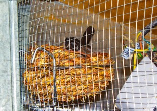 из пары