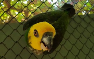 Papoušek žlutočelý.jpg (61.47 КБ) 9634 просмотра Желтолицый длиннокрылый попугай (Poicephalus flavifrons)<br />© Vratko Javro