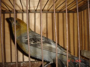 DSC06765.JPG (141.36 КБ) 77840 просмотров DSC06765.JPG